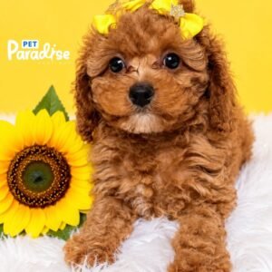 Cavapoo, Tiana 2