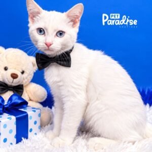 Gato, Elvis 2