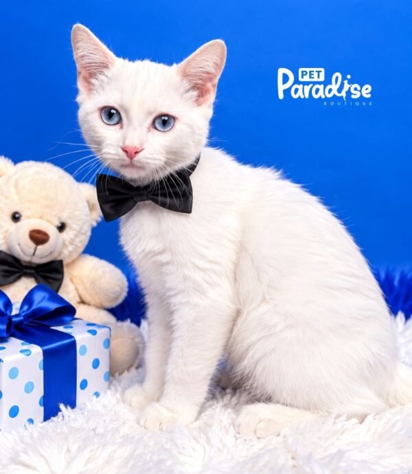 Gato, Elvis 2