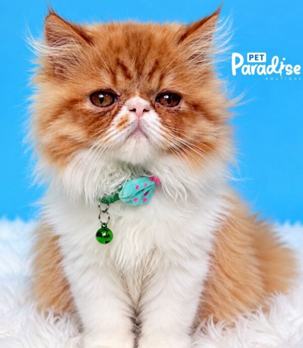 Gato, Money 1