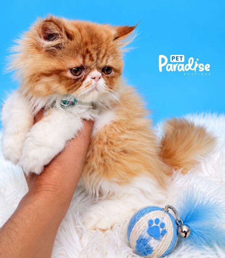 Gato, Money 2