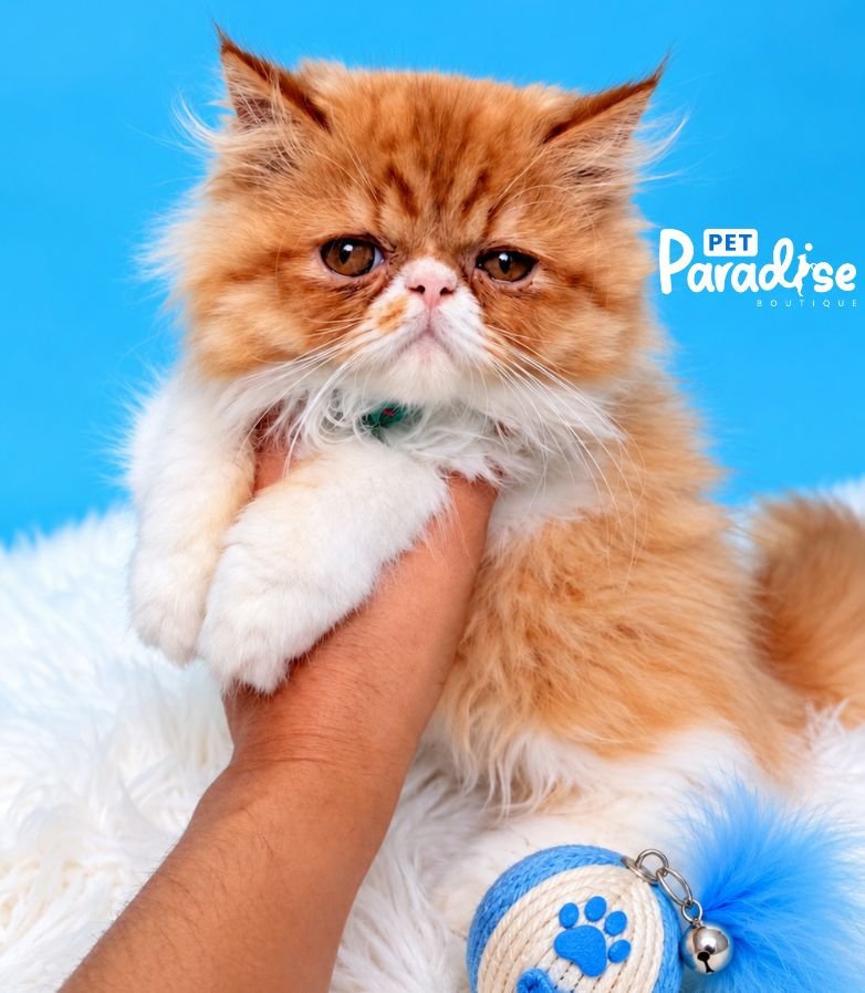 Gato, Money 3