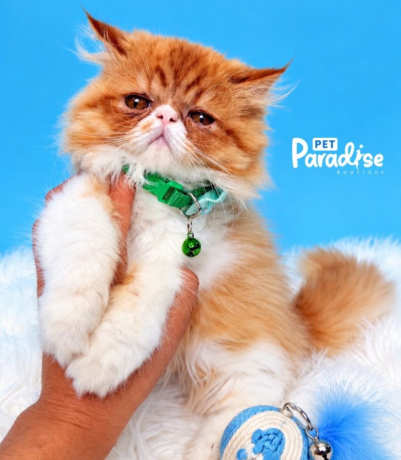 Gato, Money