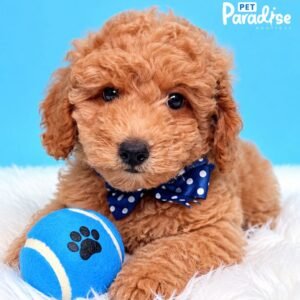 Goldendoodle, Apolo