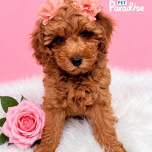Goldendoodle Sasha