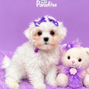 Maltese, Cuqui 2