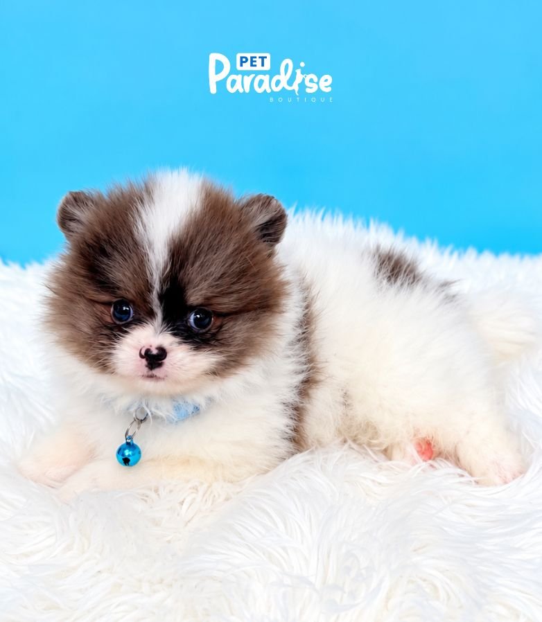 Pomerania, Branco 1