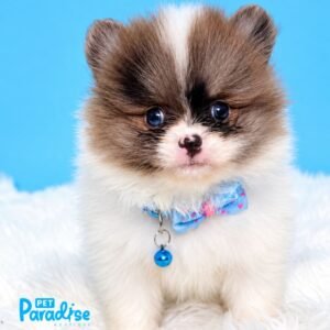 Pomerania, Branco 2