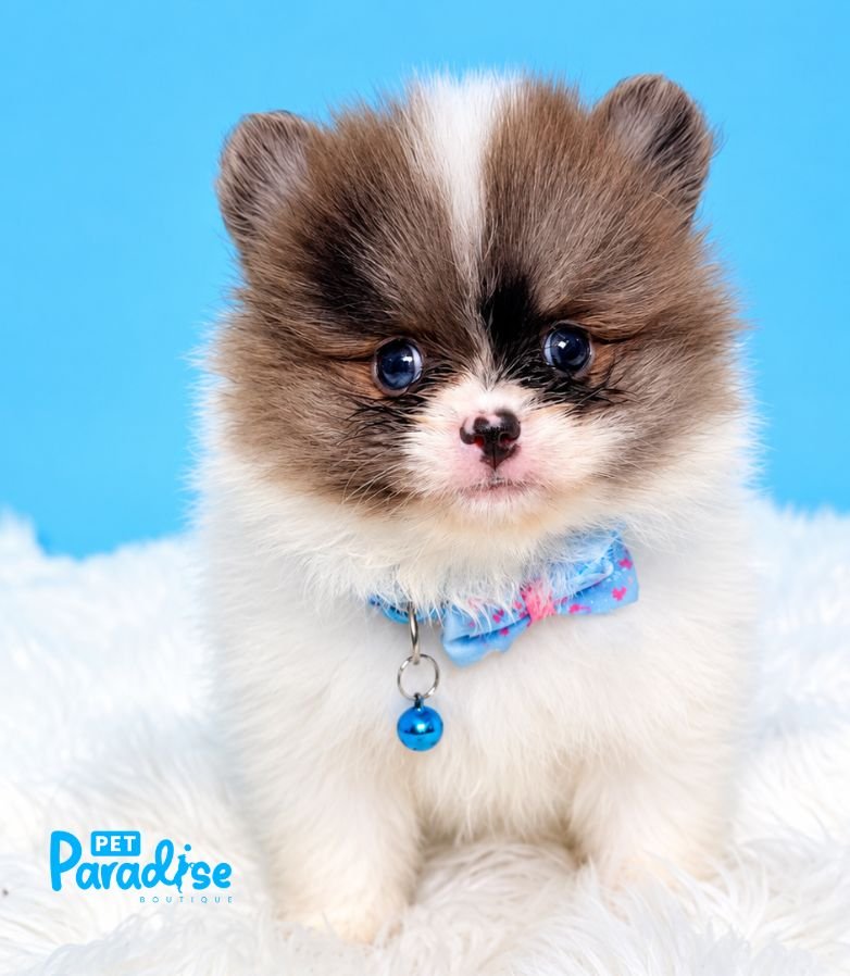 Pomerania, Branco 2