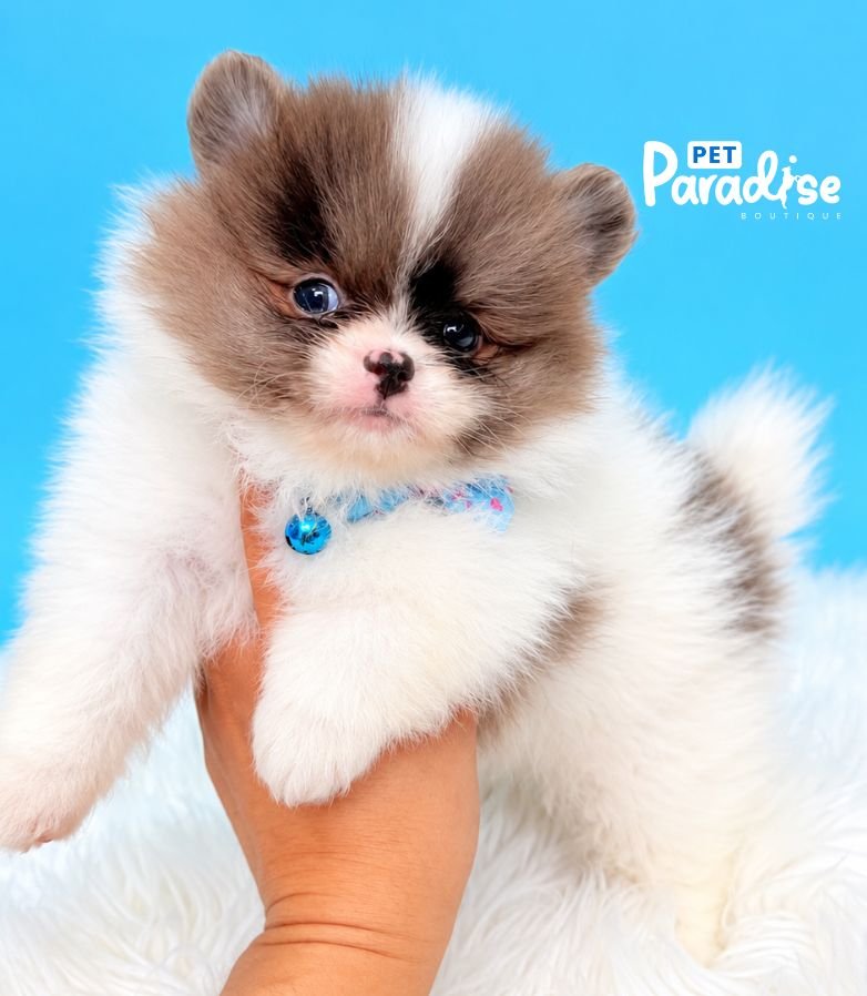 Pomerania, Branco 3