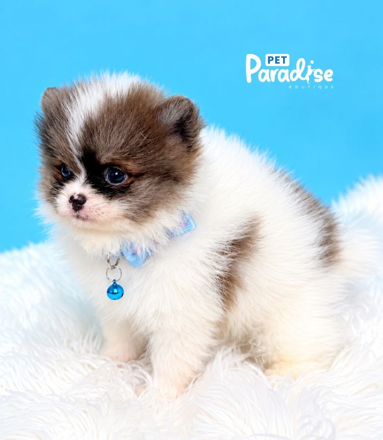 Pomerania, Branco