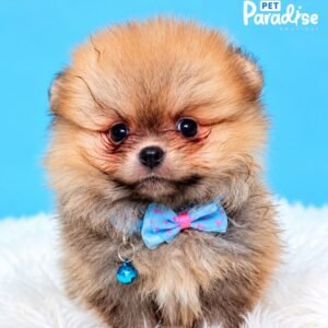 Pomerania, Donel