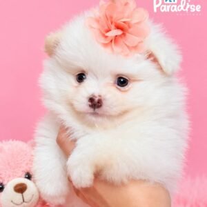 Pomerania, Nieve 1