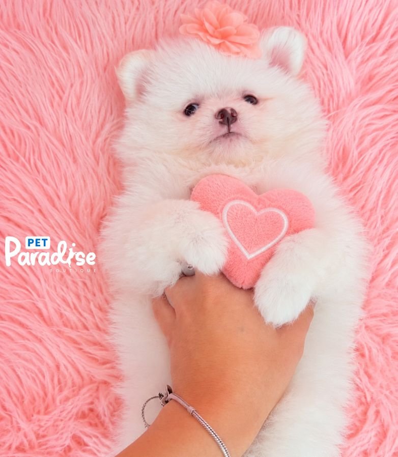 Pomerania, Nieve 2