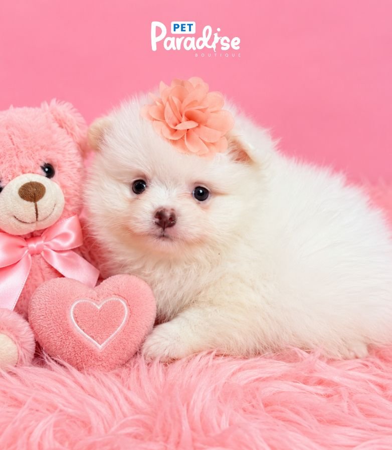 Pomerania, Nieve