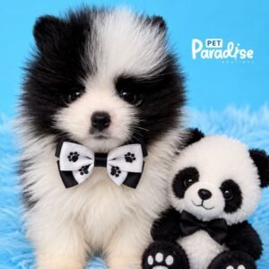 Pomerania, Panda 2