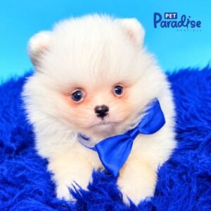 Pomerania, Snow 1