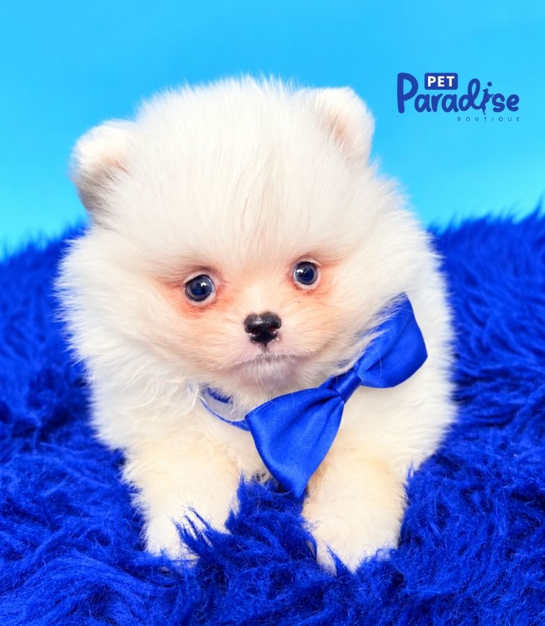 Pomerania, Snow 1