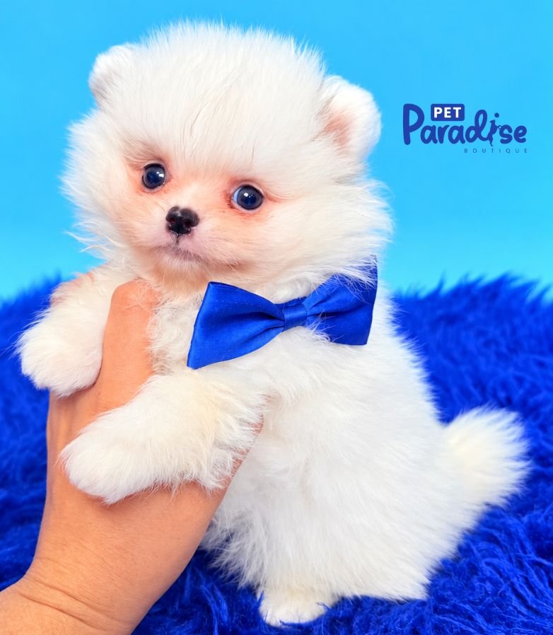 Pomerania, Snow 2