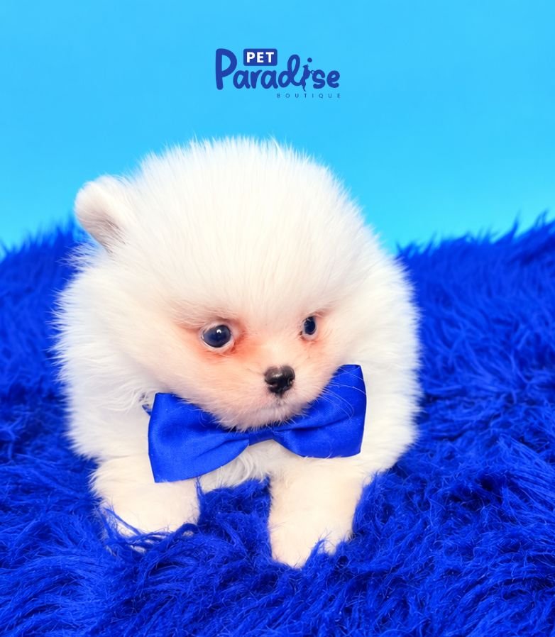 Pomerania, Snow