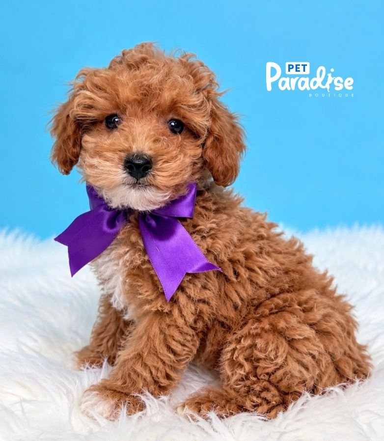 Poodle, Jordan 1