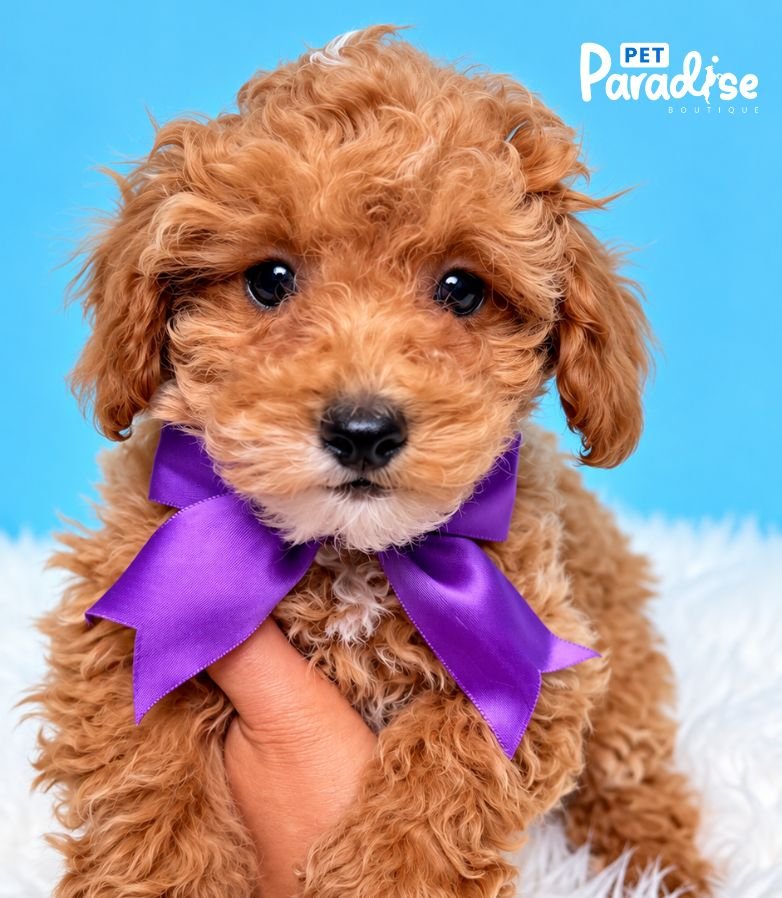 Poodle, Jordan 2