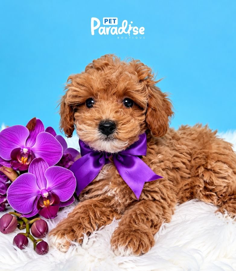 Poodle, Jordan 3