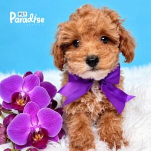 Poodle, Jordan