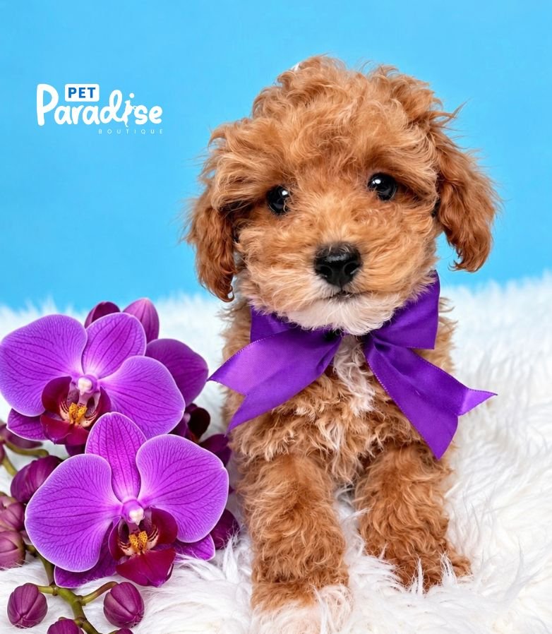 Poodle, Jordan