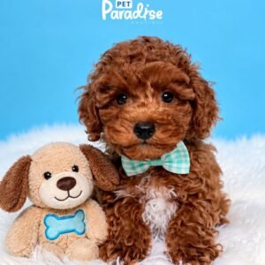 Poodle, Romeo 3