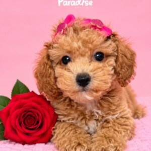 Poodle, Shakira 3