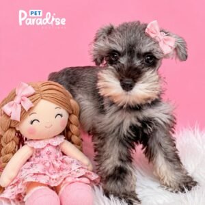 Schnauzer, Jasmine 1