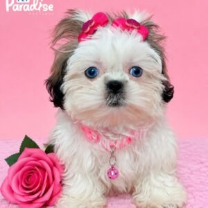 Shih Tzu, Kiara 2