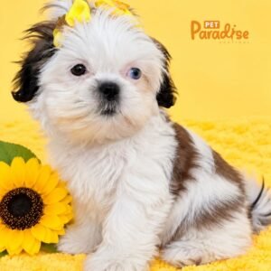 Shih Tzu, Nala 3