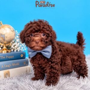Shipoo, Bolo