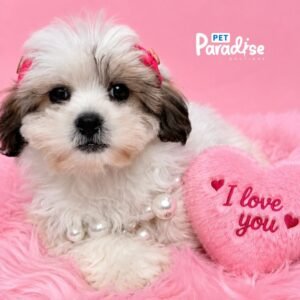 Teddy Bear, Barbi 1