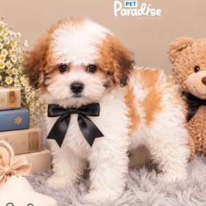 Teddy Bear, Tedy