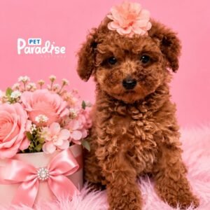 Toy Poodle, Gigi 1