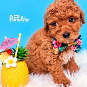Toy Poodle, Milo