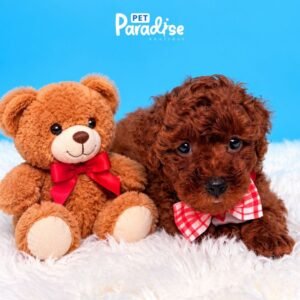 Toy Poodle, Moro 2