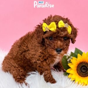 Toy Poodle, Paty