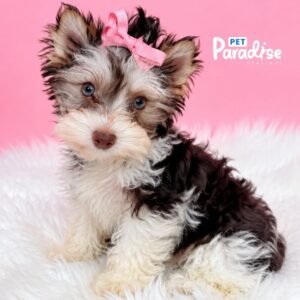 Yorkiepoo, Karen 2