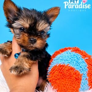 Yorkshire Terrier, Bolt 1