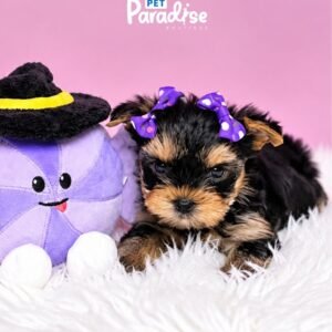 Yorkshire Terrier, Chanel