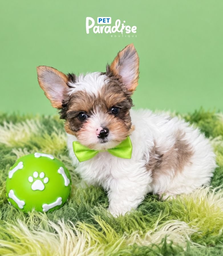 Yorkshire Terrier, Dexter 1
