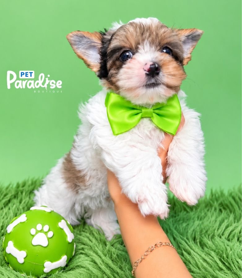 Yorkshire Terrier, Dexter 2