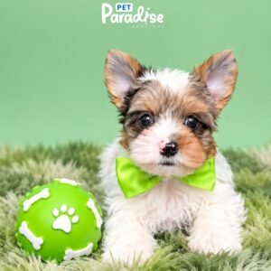 Yorkshire Terrier, Dexter