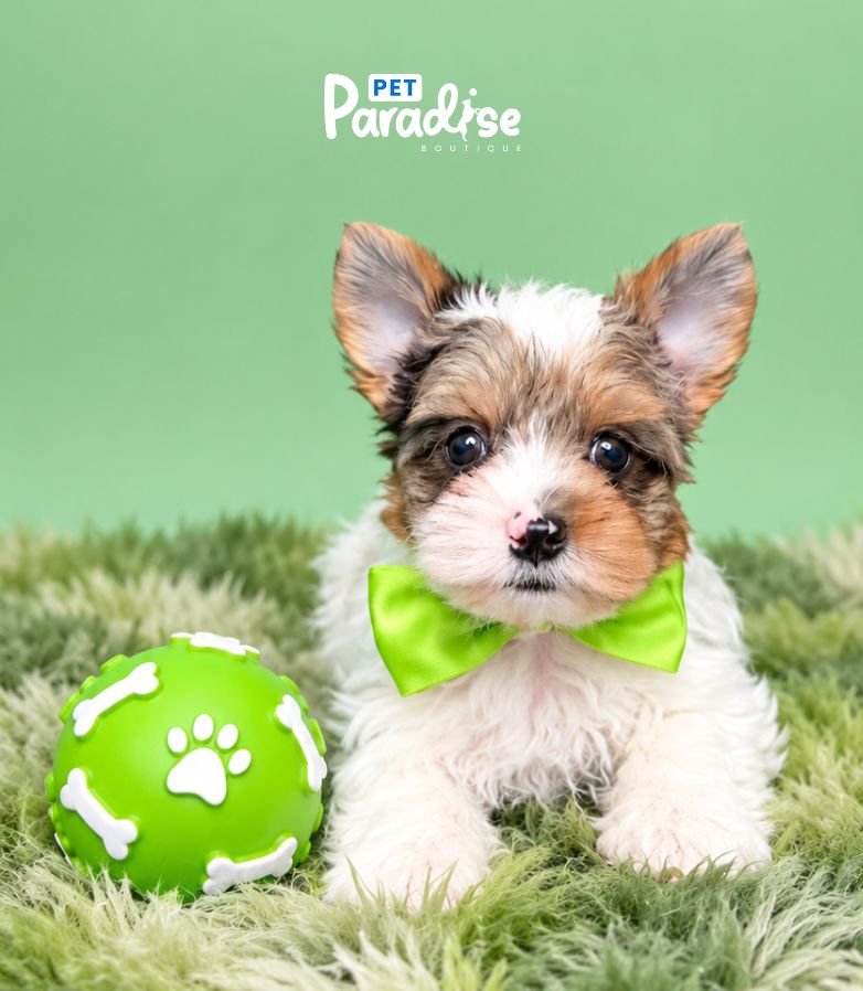 Yorkshire Terrier, Dexter