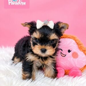 Yorkshire Terrier, Georgia 2
