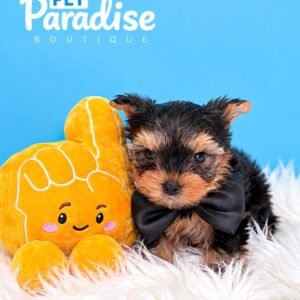 Yorkshire Terrier, Sebastian 1